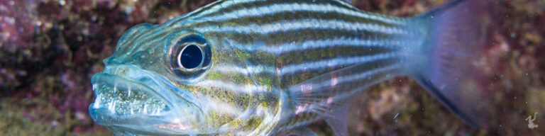 How to Shoot Stills with a Video Light durand-20160424-14206