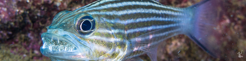 durand-20160424-14206