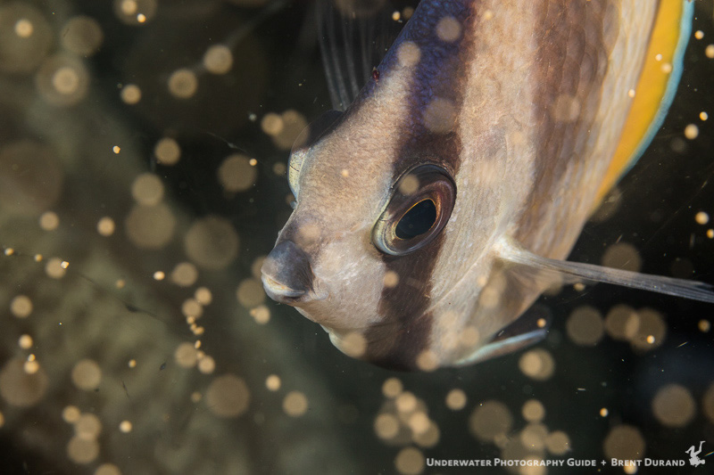 durand-20160427-14905