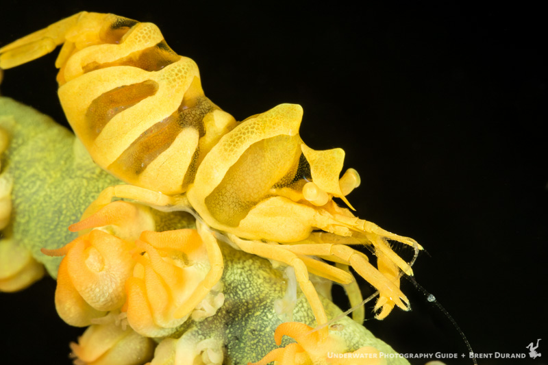 durand-20160506-17282