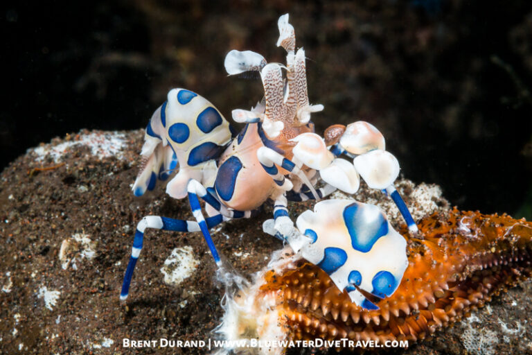 Top 10 Macro Photography Destinations durand_1408181-Edit