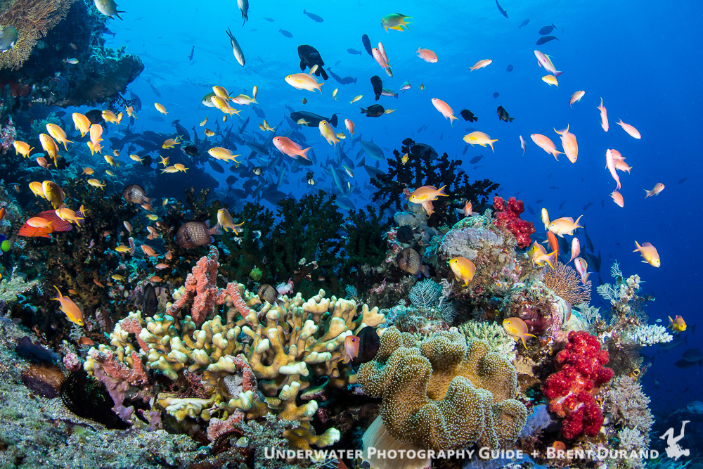 A typical Raja Ampat reefscape, teeming with life. Photo: Brent Durand
