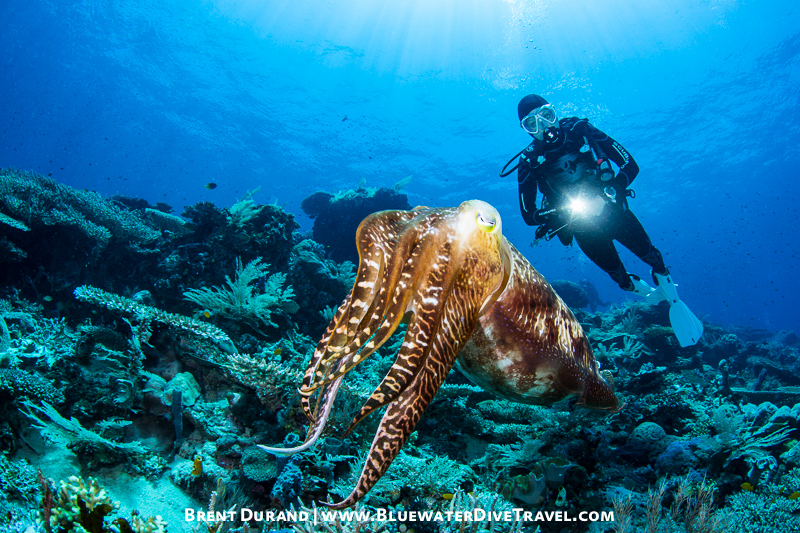 Shooting with a Dive Model durand_140924C