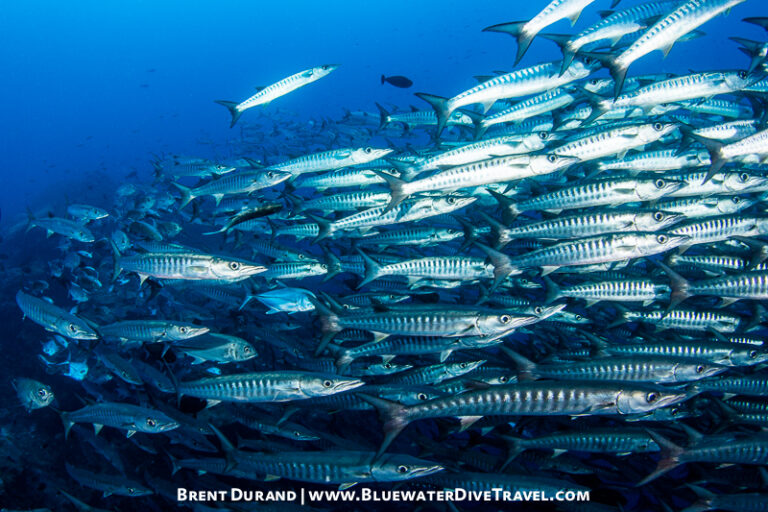 The Allure of Papua New Guinea durand_141001D