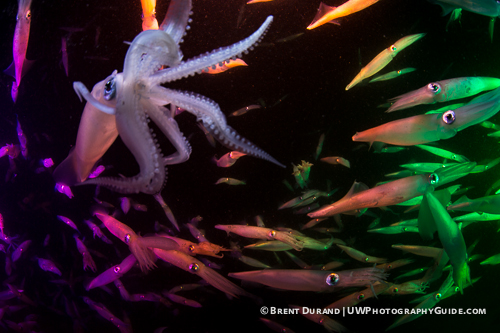 Experimenting with Color Strobe Gels durand_discosquid1