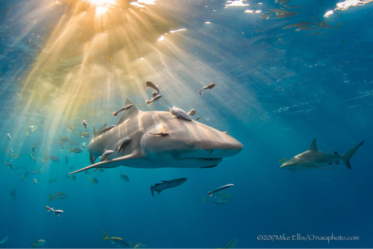 Shooting Tips: Sharks and Sunbursts ellis-shark3