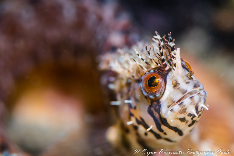 The Canon 100mm macro lens is perfect for approaching difficult subjects. Canon EOS R, Canon 100mm macro lens, Sea & Sea underwater housing, f/5.6, ISO 200, 1/160 Sea & Sea Canon EOS R Underwater Housing