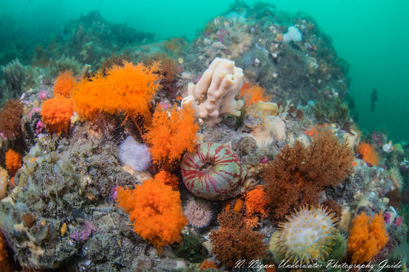 Canon EOS R, Sea & Sea EOS R housing, Canon 8-15mm fisheye lens, f/6.3, 1/80, ISO 500