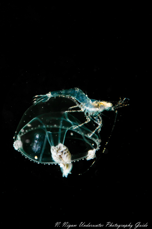 A shrimp riding a jellyfish taken with the Canon EOS R, Canon 100mm macro lens, and Sea & Sea housing. f/14, 1/160, ISO 250