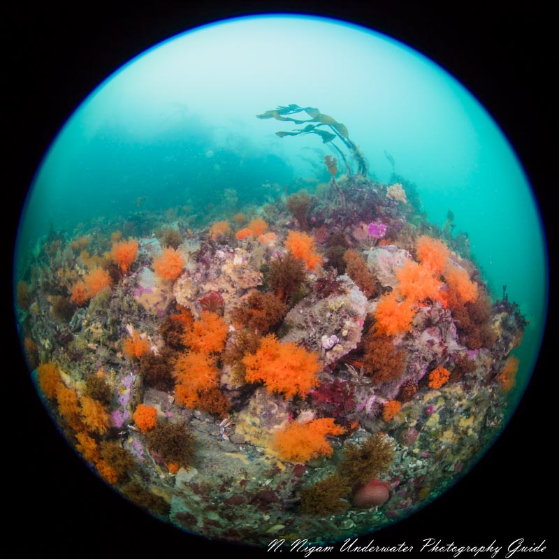 Every photo can be reviewed directly in the EVF. Canon EOS R, Sea & Sea EOS R housing, 1/80, f/6.3, ISO 500