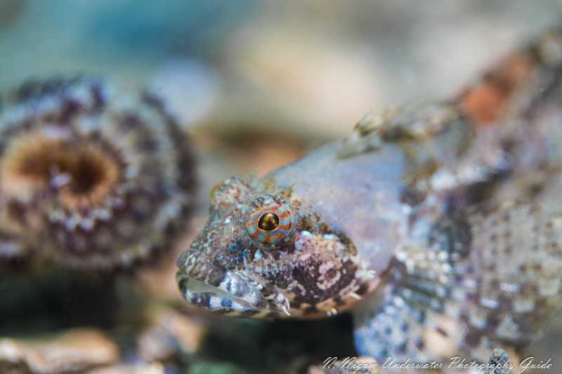 Scalyhead sculpin photographed with the Canon EOS R, Canon 100mm macro lens, Sea & Sea underwater housing, f/4, 1/160, ISO 200. Beautiful bokeh