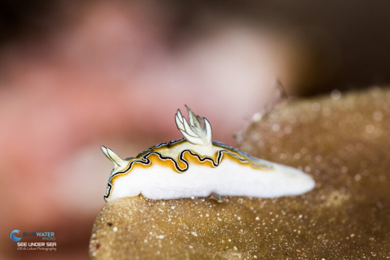 Kraken Weefine Ring Light 3000 Review erikweefine3