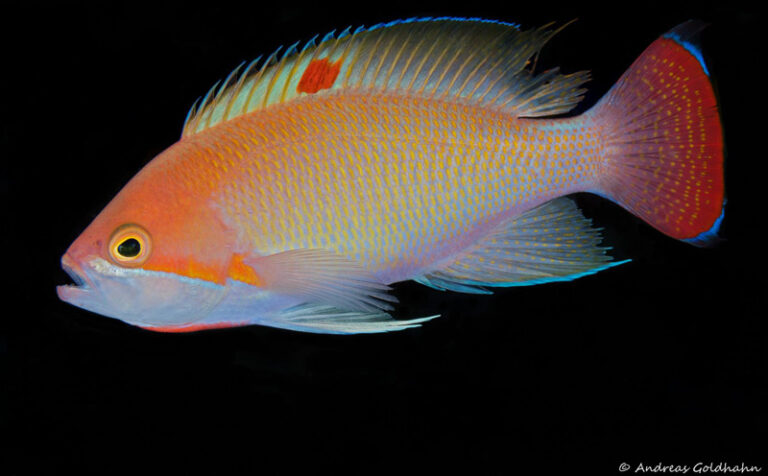 The Colorful Fish of Fiji fish-of-fiji-goldhahn12