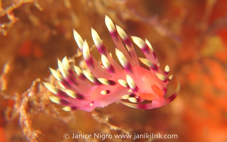 Raja Ampat After Dark flabellina-nudibranch-for-UWP-1703