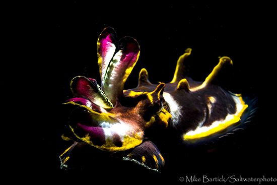 A Photographer's Guide to Muck Diving flambosnootrr