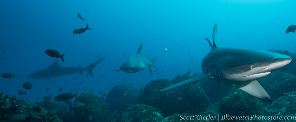 galapagos-sharable-129