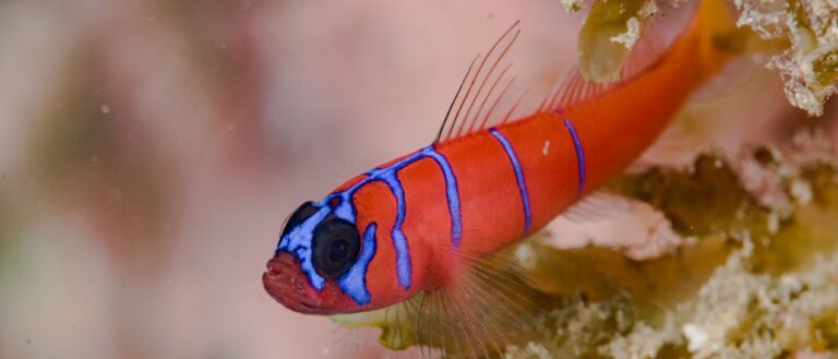 Story behind the shot - Yawning Goby goby-cropped