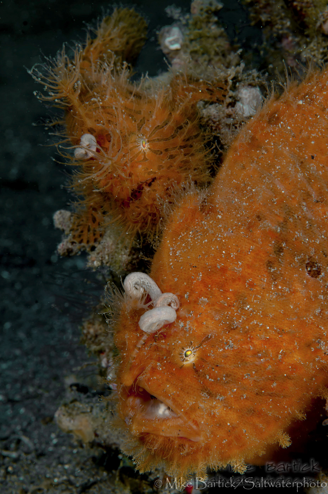 Free Frogfishes Book: Interview with Teresa Zubi