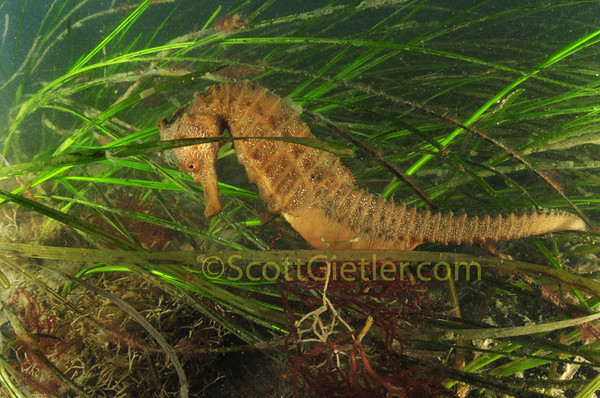 hippocampus_ingens_2