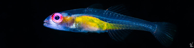 how-to-get-black-backgrounds-underwater