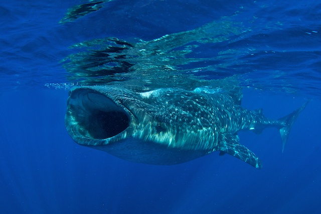 Diving with Whale Sharks: Isla Mujeres, Mexico isla-mujeres-2