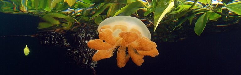 Photographing Jellyfish Lakes jellyheader
