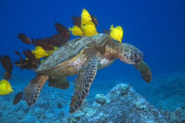 kona_sea_turtle