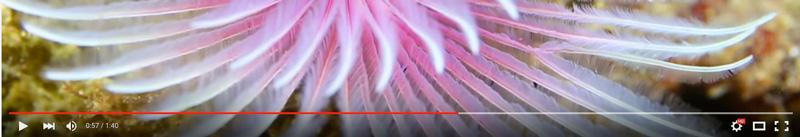 learn-underwater-video