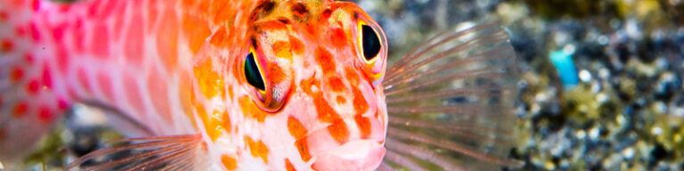 Lightroom Tips & Tricks: Crop Image Overlay Tool lightroom-tips-and-tricks-underwater-editing