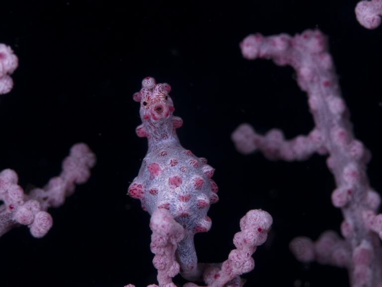 Taking Macro Shots Underwater with the Canon G12 macro-canon-g12-1