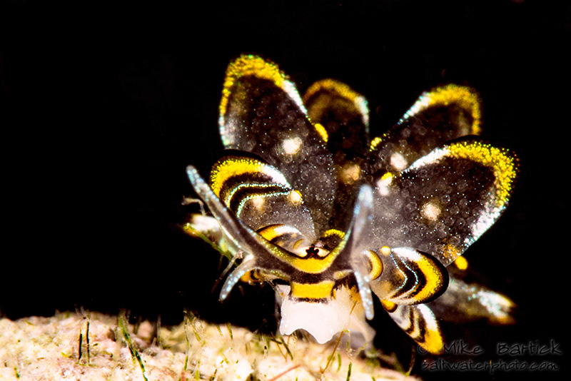 macro-diopter-tiops-4