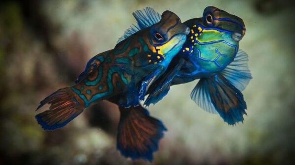 Master Class Tutorial - Great Mandarin Fish Photos - Underwater ...