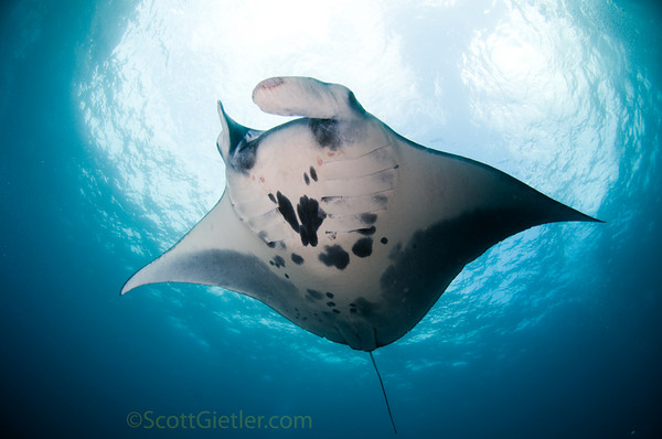 manta-ray