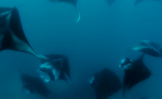 manta