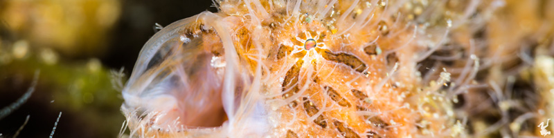 marine-life-behavior-tutorials