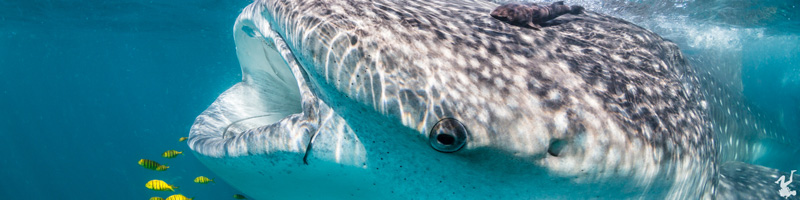 marine-life-portrait-tutorials