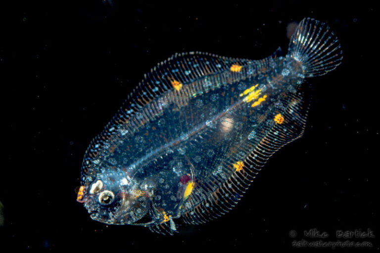 The Art of Blackwater Photography mikeblackwater13