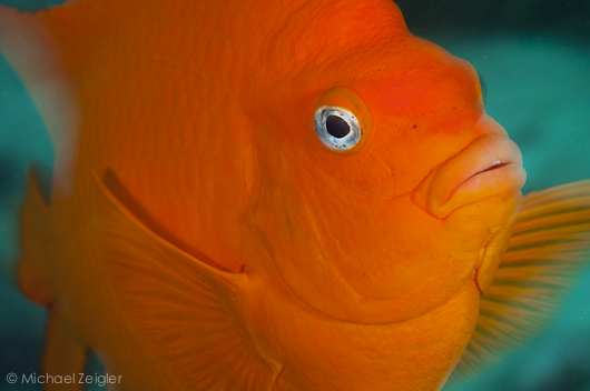 Celebrating California's Underwater Parks mz-uwparks-1