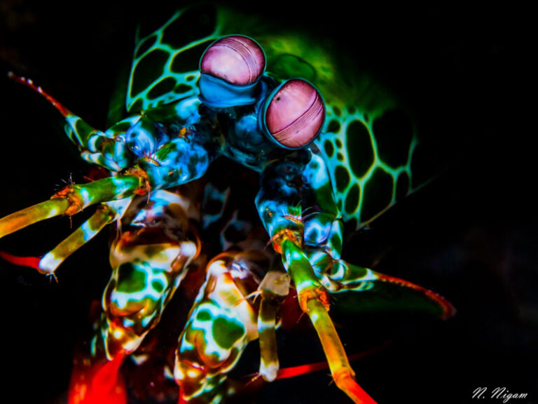 Heaven is a Place on Earth: Diving Mauritius nirupammauritius7