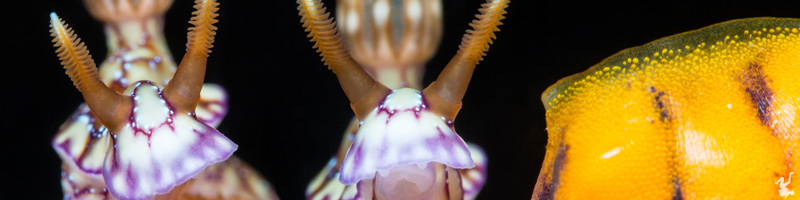 nudibranch-tutorials-durand