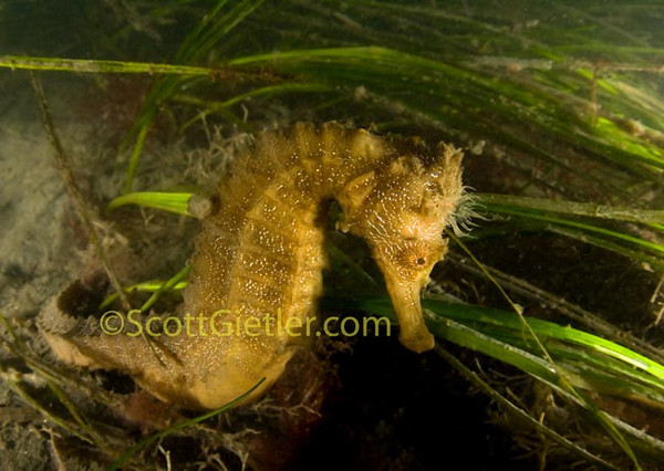 pacific_seahorse_1
