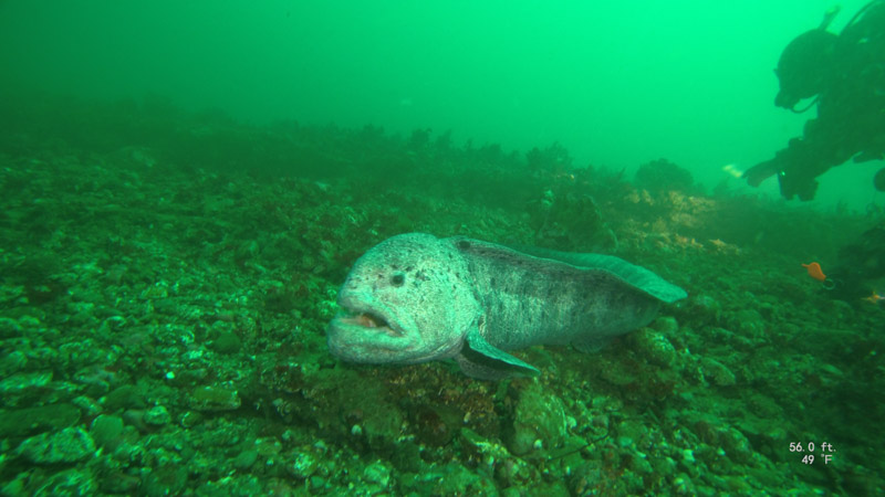 Unedited still photo of a wolf eel with the Paralenz Dive Camera