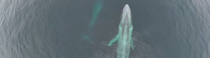 racing-extinction-800