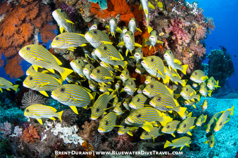 Underwater Photographer's Guide to Raja Ampat raja-ampat-durand3