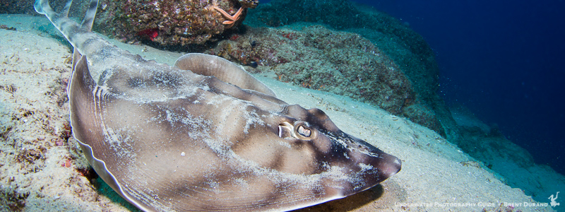 scuba-diving-cabo-san-lucas