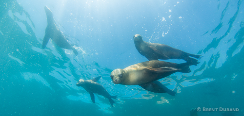 sea_lions_durand