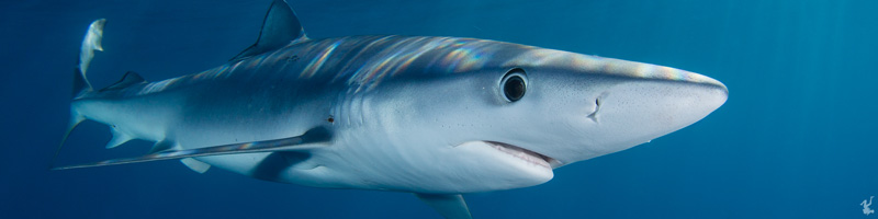 shark-photo-tutorials