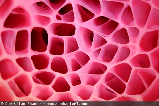 The Secrets of Shooting Amazing Patterns skauge-Sponge