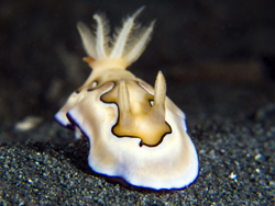 Sogod Bay: Dive Paradise off the Beaten Track (pg 3) sogod_bay_thumb