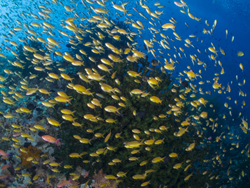 Sogod Bay: Dive Paradise off the Beaten Track sogodbay3_small